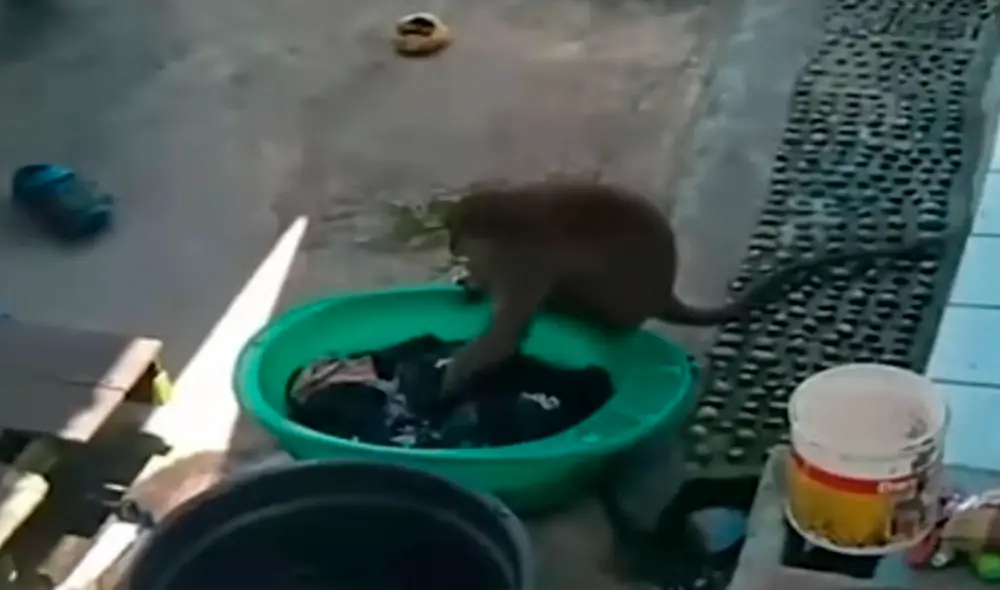 Desliza las imágenes para ver al monito que lava la ropa con suma dedicación. Foto: Captura de YouTube