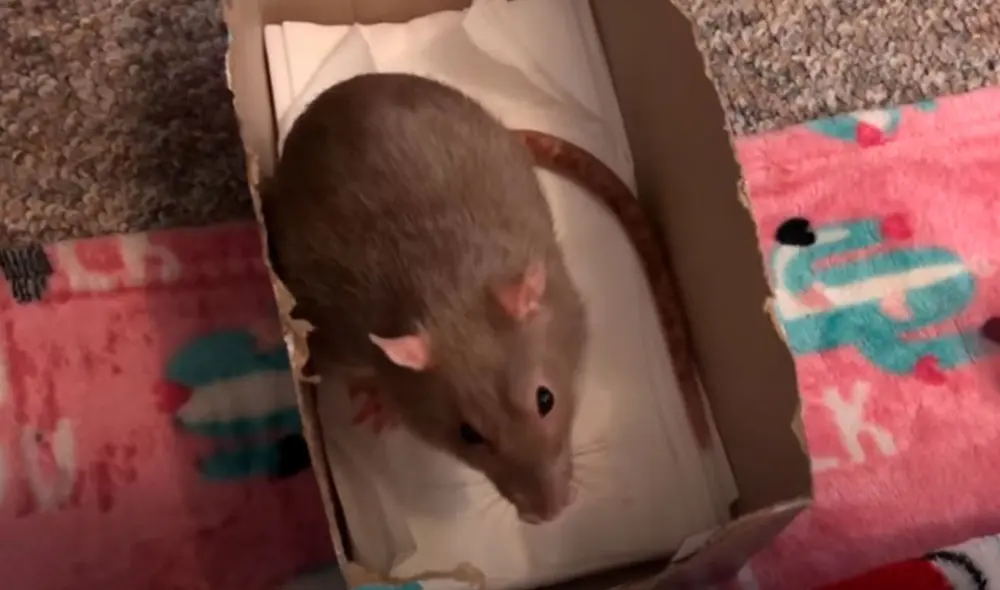 Desliza las imágenes para conocer la reacción de una rata rescatada al sentir el olor de unas almendras. Foto: Captura de YouTube