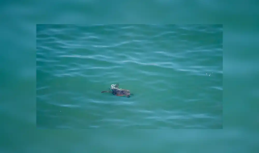 Las tortugas fueron avistadas desde Barranco. Las tortugas fueron avistadas desde Barranco.