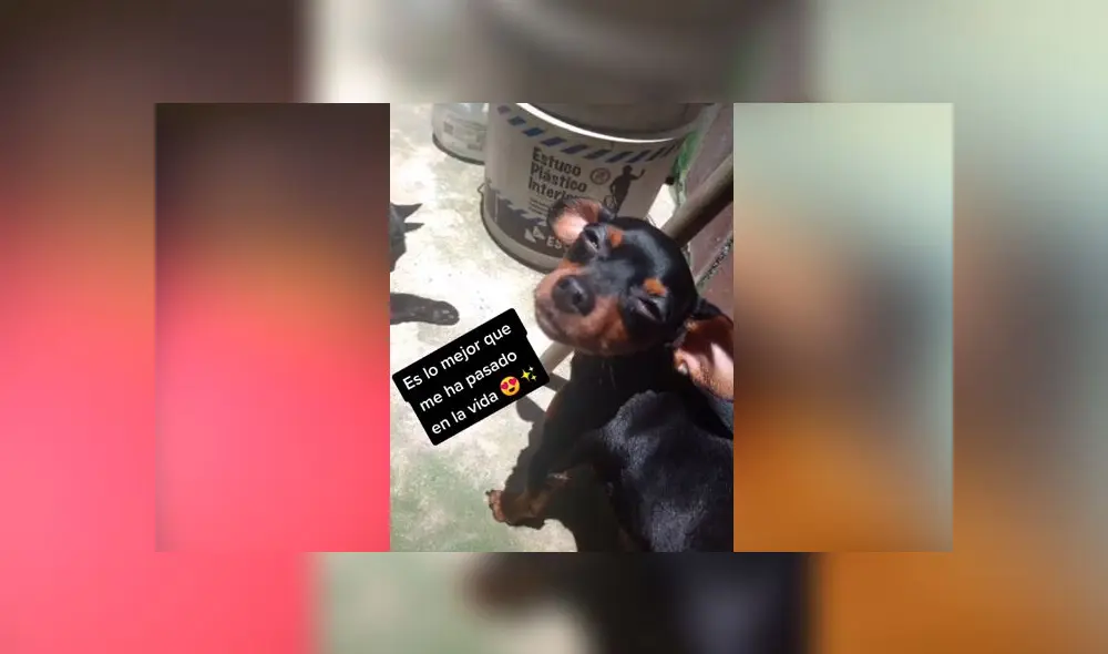 Desliza las imágenes para descubrir qué pasó realmente con este presunto perro de raza doberman. Foto: Juli Navas/Tiktok Desliza las imágenes para descubrir qué pasó realmente con este presunto perro de raza doberman. Foto: Juli Navas/Tiktok