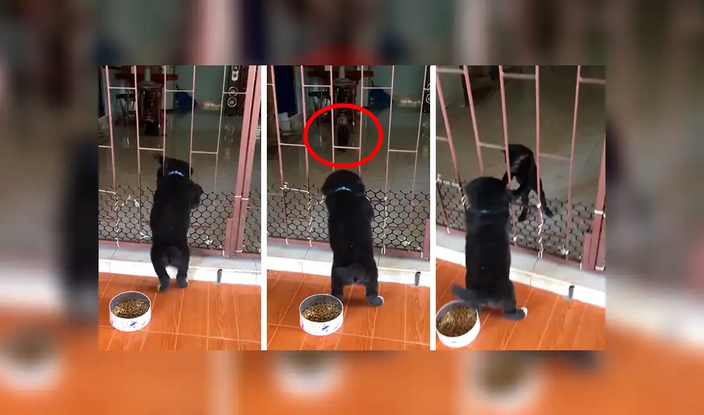 Facebook viral: travieso perro intenta cruzar reja y gato hace esto por ayudarlo [VIDEO]