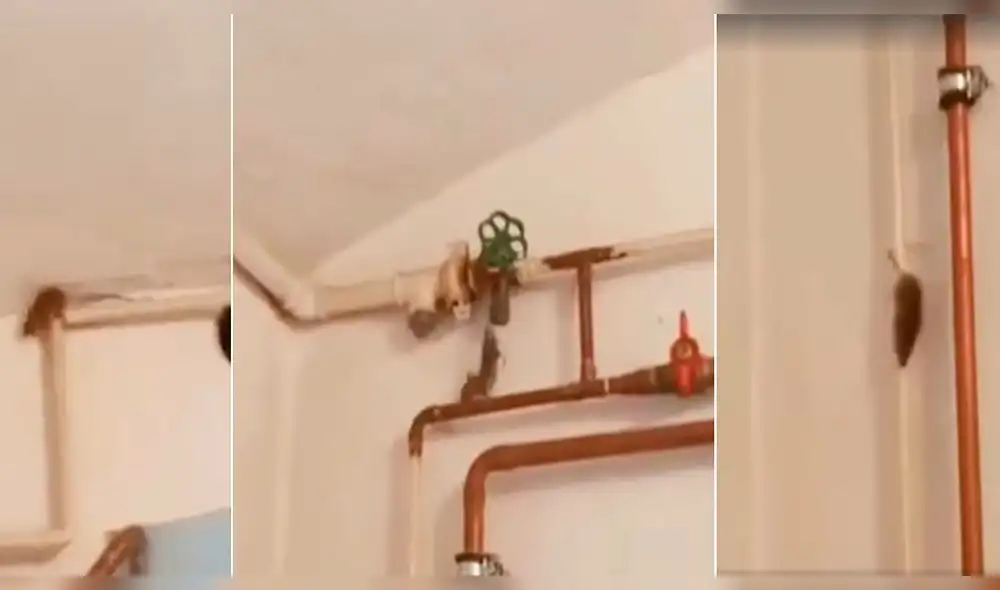 Facebook Viral: Ratón salió de su escondite sin imaginarse que tendría tan trágico final [VIDEO]