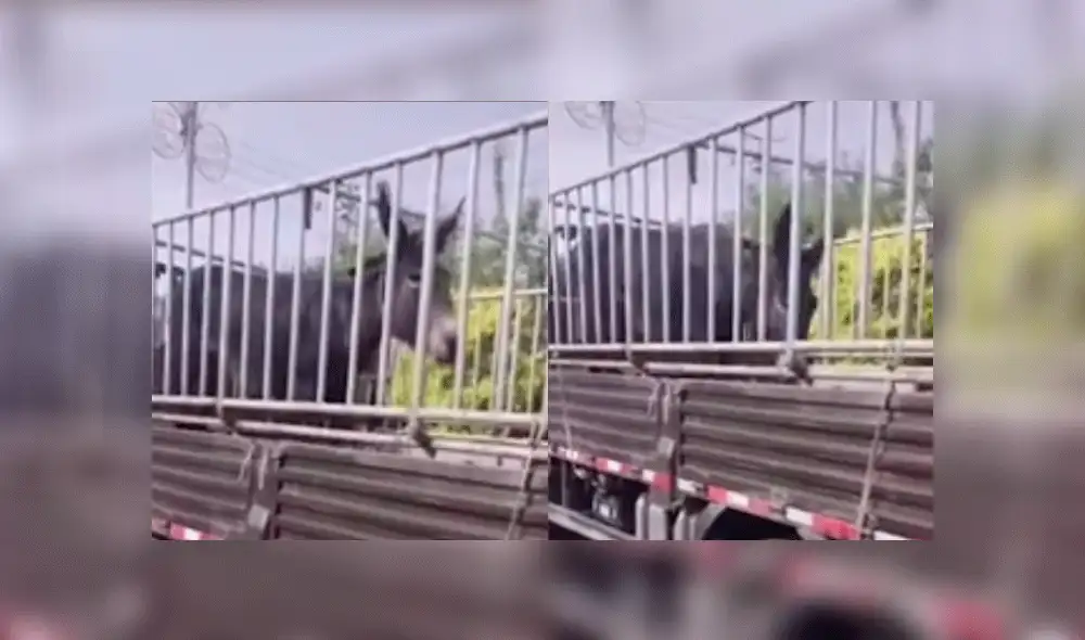 Los presentes vieron lágrimas en los ojos del jumento. Foto: captura Douyin.