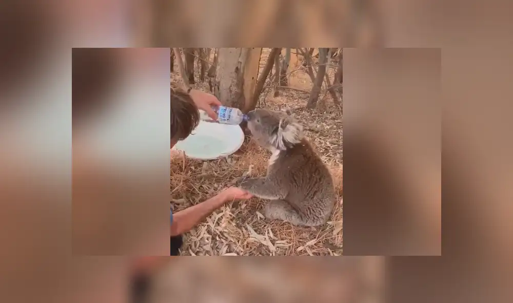 YouTube viral: felicitan a hombre que le dio agua a koala sediento víctima de la ola de calor [VIDEO]