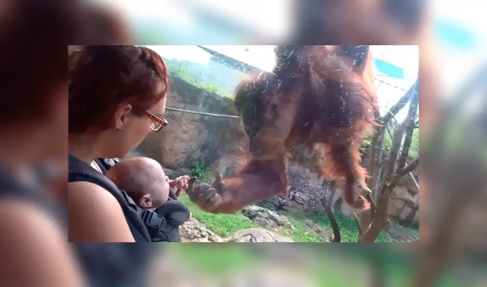 Facebook viral: orangután conoce a bebé por primera vez y conmueve a miles con su reacción [VIDEO]