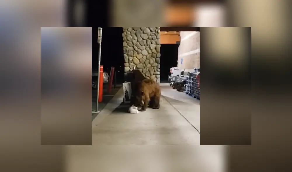 El animal entró al supermercado y terminó llevándose con el una bolsa de papas fritas. Foto: Facebook