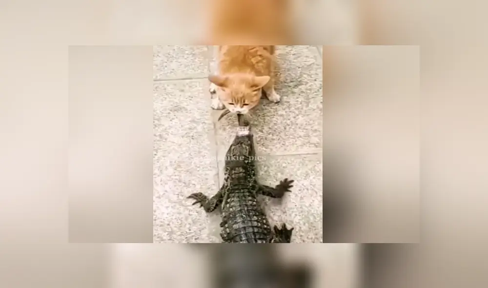 A través de Facebook se hizo viral este curioso enfrentamiento entre un gato y un cocodrilo por un poco de comida.