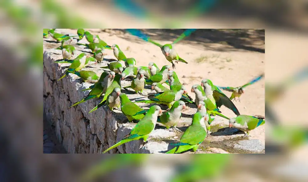 Municipio eliminará aves invasoras por atentar contra la biodiversidad [VIDEO]