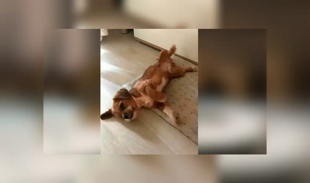 Facebook viral: mujer rescata a perro, le cura sus heridas y ahora tiene un cambio radical [FOTOS]