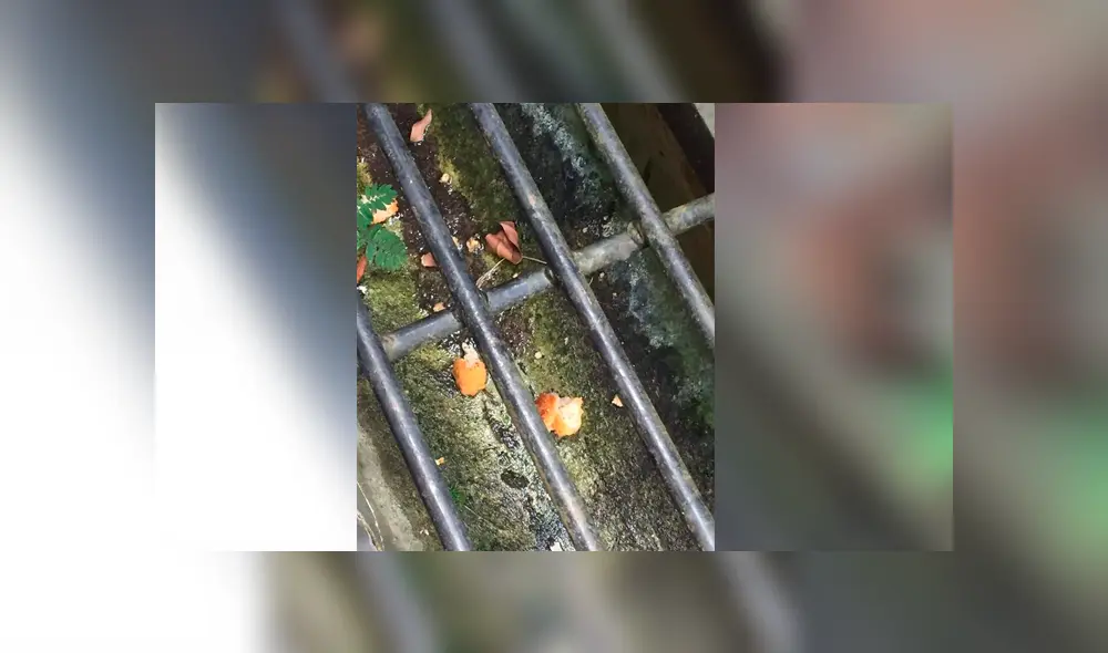 Facebook viral: le obsequia dos 'nuggets de pollo' a gato callejero, lo sigue y observa esto [FOTOS]