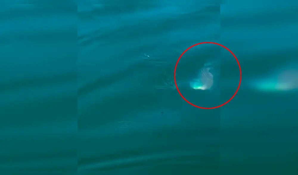 Facebook: familia entera es sorprendida tras aparición de bestia marina
