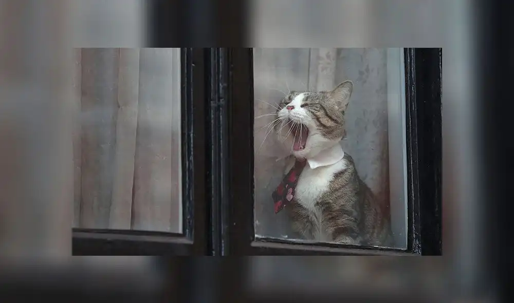 Embajador de Ecuador sugiere que Julian Assange usó a su gato como espía [FOTOS]