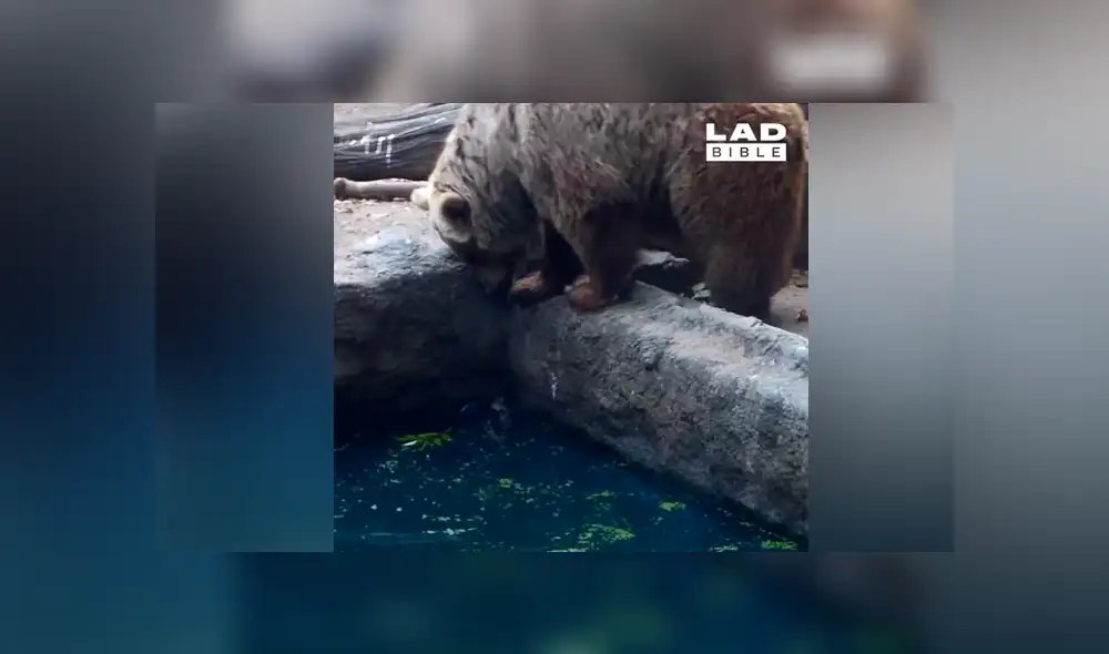 Facebook viral: Enorme oso ve que cuervo iba a morir ahogado y hace esto [VIDEO] 