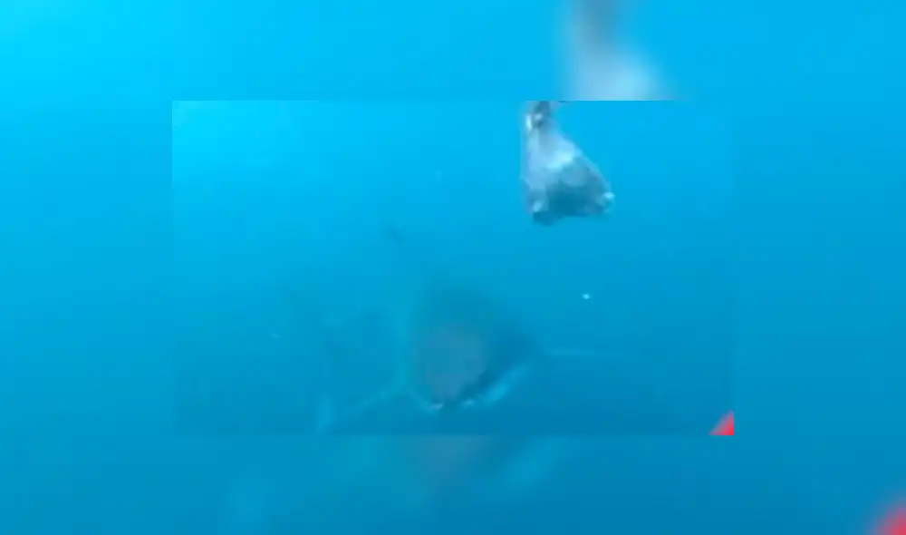 YouTube: Ataque mortal de tiburón que devora a foca de un bocado