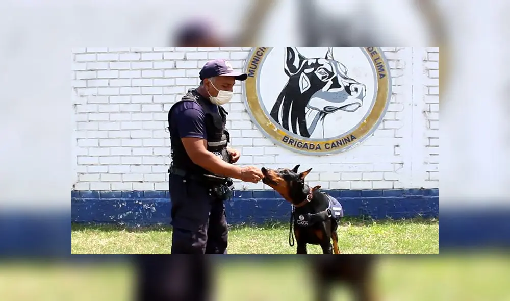 Brigada Canina de la Municipalidad de Lima. Créditos: MML Brigada Canina de la Municipalidad de Lima. Créditos: MML