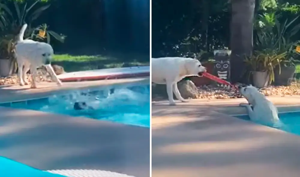 El can no dudó en ayudar a su hermana y usó su juguete para lograrlo. Foto: Aaron Tucker / Junkin Media