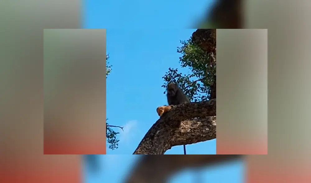 Desliza hacia la izquierda para ver la épica escena de un babuino cargando a un león. Viral en YouTube. Desliza hacia la izquierda para ver la épica escena de un babuino cargando a un león. Viral en YouTube.