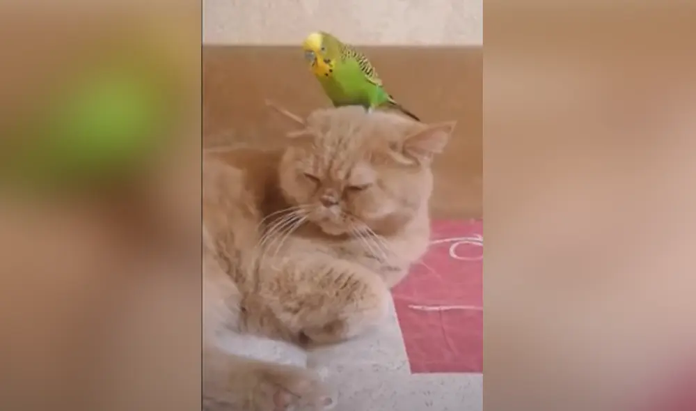 Los animales se convirtieron en 'amigos inseparables' durante la crisis del coronavirus. Foto: Captura de YouTube