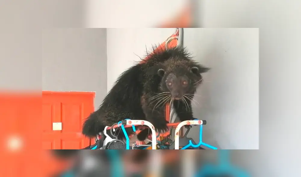 El inusual animal fue atraído con plátanos para poder capturarlo y transferirlo al Departamento de Vida Silvestre de Malasia. Foto: captura.