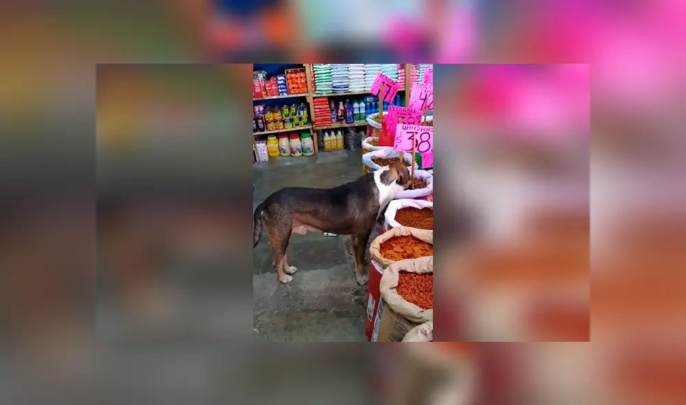 Desliza las imágenes para conocer la noble acción de un joven para ayudar a un perro hambriento. Foto: Captura.