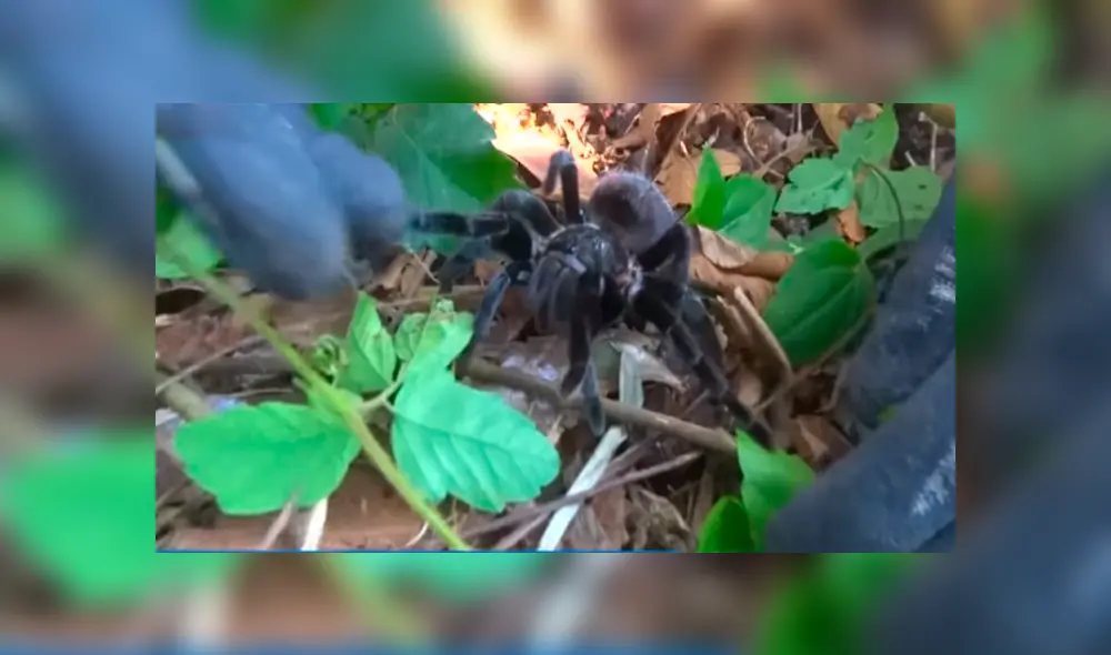 Desliza hacia la izquierda para ver el momento en que la tarántula ataca al joven del video de YouTube.