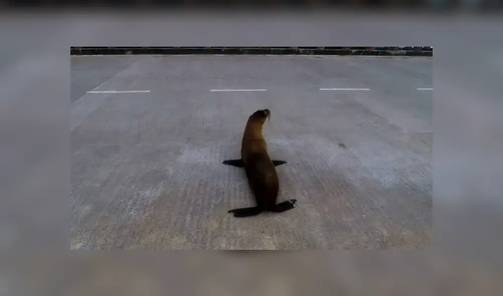 El inteligente lobo marino miró a ambos lados para observar que no hubieran automóviles El inteligente lobo marino miró a ambos lados para observar que no hubieran automóviles