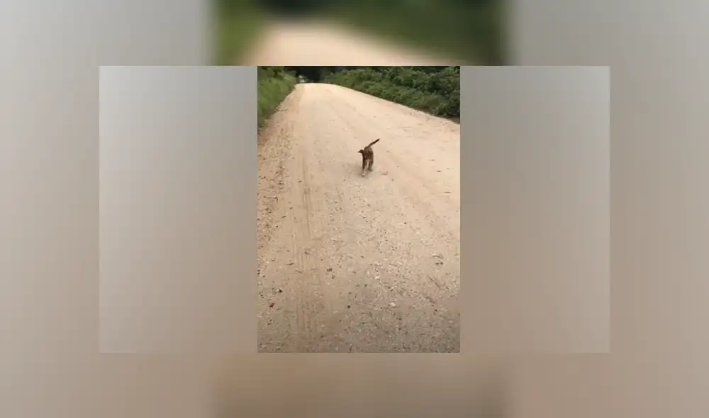 Desliza hacia la izquierda para ver las imágenes del viral de Facebook. Foto: Captura.