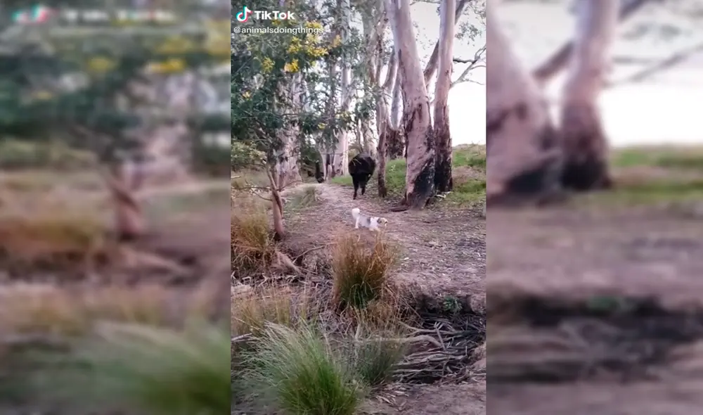 Desliza las imágenes para conocer al valiente perrito que se enfrentó a un toro de gran tamaño. Foto: TikTok