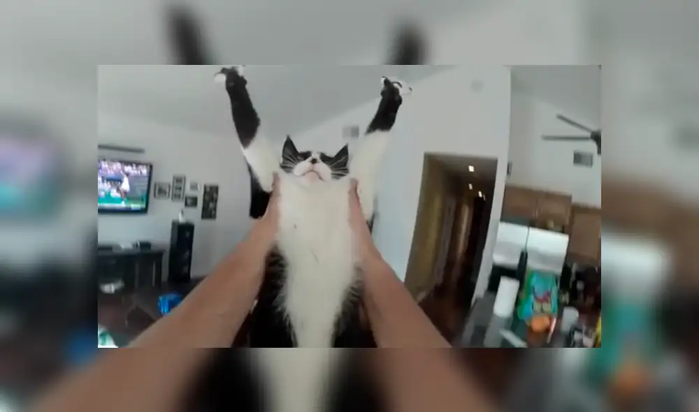 Dueños de la gata grabaron la curiosa conducta que adopta la felina para manifestar que quiere un abrazo Dueños de la gata grabaron la curiosa conducta que adopta la felina para manifestar que quiere un abrazo