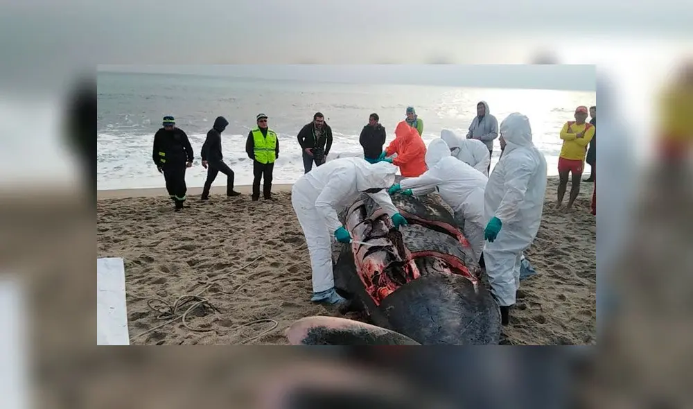 Murió ballena que se varó en la playa Santa Rosa [FOTOS]