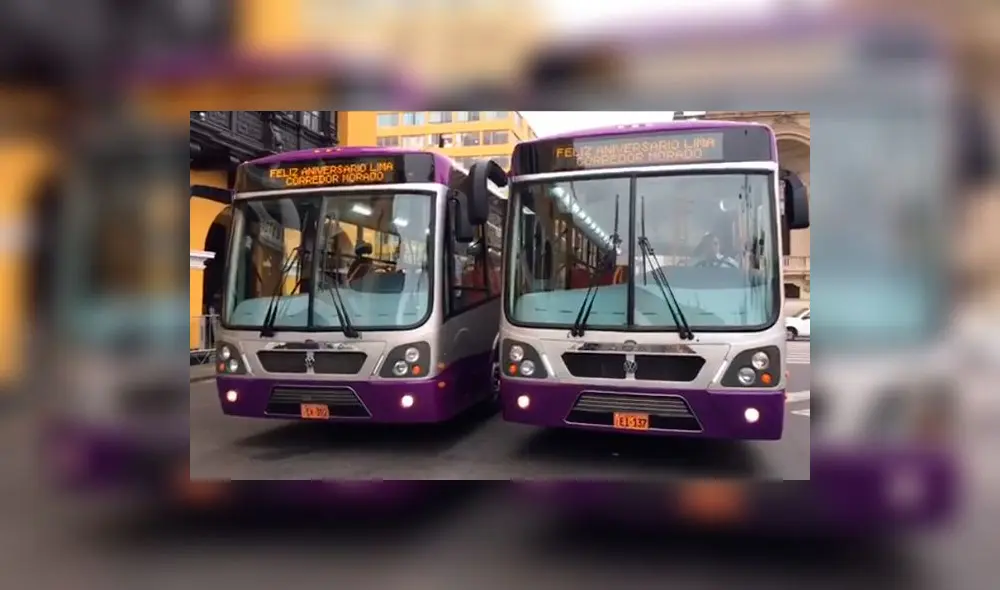 Presentan 77 modernos buses para el Corredor Morado de SJL | VIDEO
