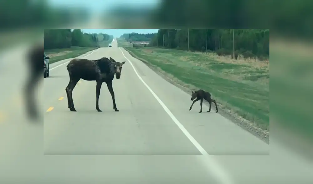 Facebook viral: Mamá alce para el tránsito de una carretera para ayudar a cruzar a su crío [VIDEO]