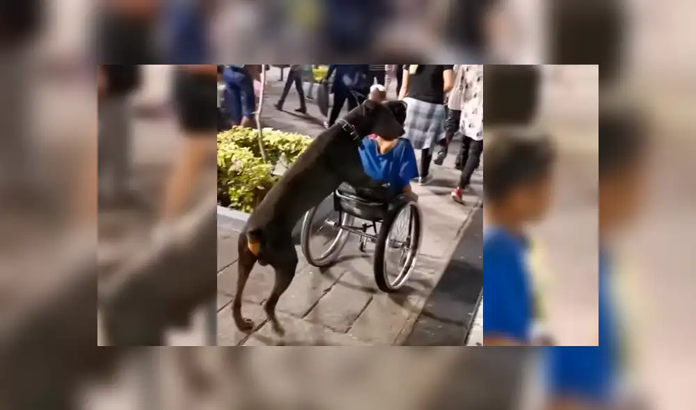 Facebook viral: captan a perro fiel empujando silla de ruedas de su dueño minusválido [VIDEO]