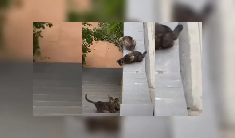 Video es viral en Facebook. Familia de gatos protagonizó una singular escena al tratar de ayudar al más pequeño de sus integrantes, que se había quedado varado en unas escaleras.