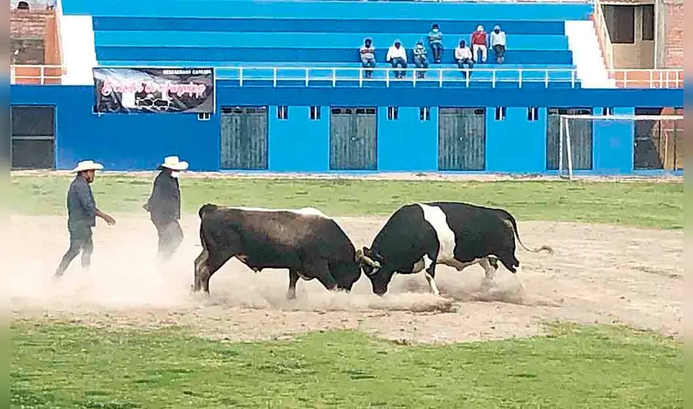recreación. De fondo, la jornada taurina del sábado 19 de diciembre, estadio de Acequia Alta, toros rivalizan sin público. Habrá más peleas pero solo por plataformas digitales.