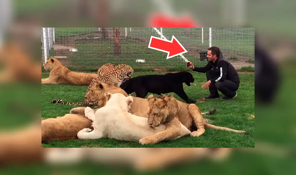 YouTube viral: ingresa a jaula de felinos solo para sorprender a sus seguidores con un gran 'selfie' [VIDEO]