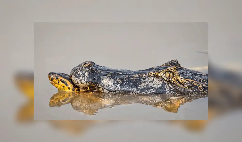 Feroz caimán y letal anaconda tienen brutal batalla en la Amazonia con impactante final [VIDEO]