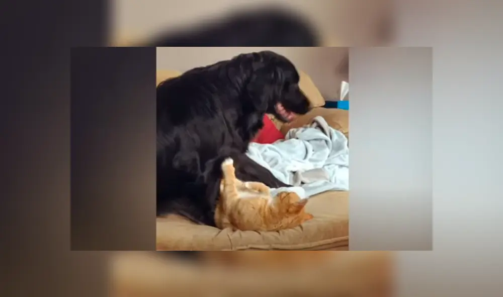 Desliza las imágenes para conocer el emotivo momento que protagonizaron un perro junto a un gato. Desliza las imágenes para conocer el emotivo momento que protagonizaron un perro junto a un gato.