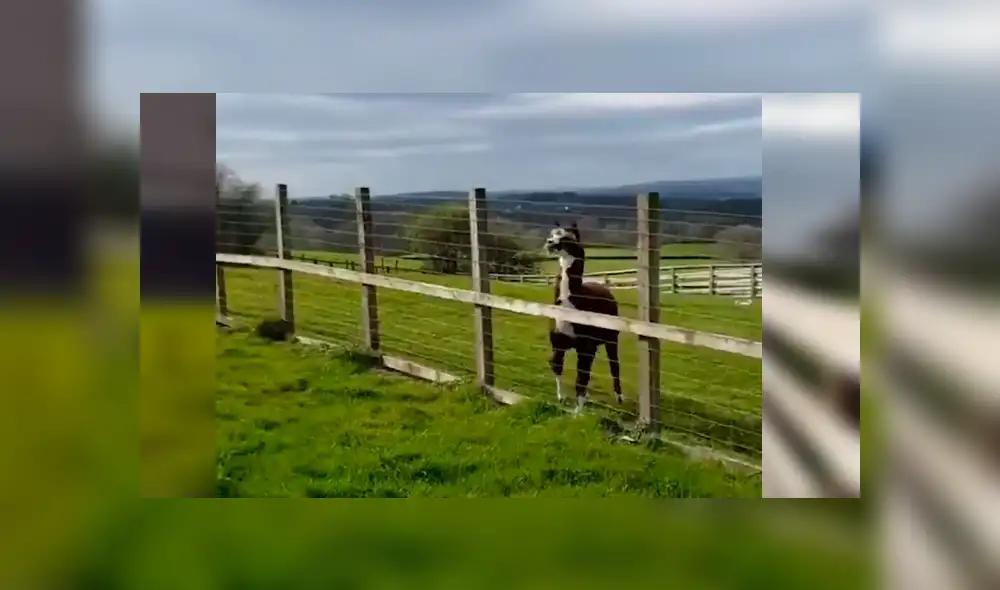 Facebook viral: chica reta a alpaca en duelo de baile y termina humillada por esto [VIDEO] 