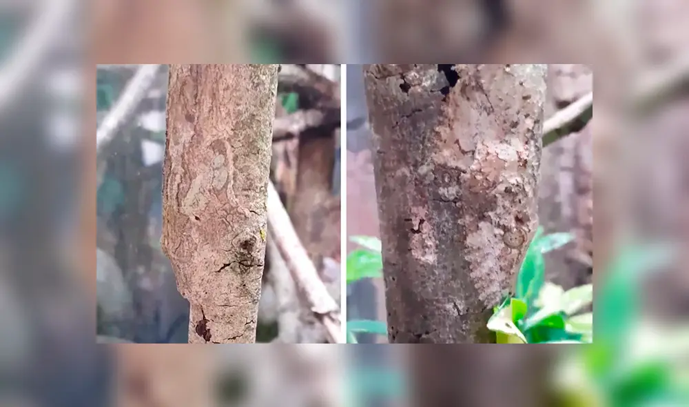 En YouTube, un diminuto reptil se camufló en una delgada rama para pasar desapercibido ante un joven. En YouTube, un diminuto reptil se camufló en una delgada rama para pasar desapercibido ante un joven.