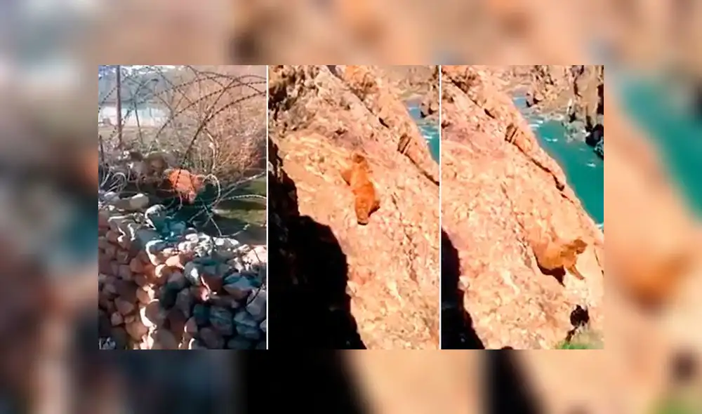 Oso cae a precipicio al tratar de escapar de cazadores [VIDEO] 