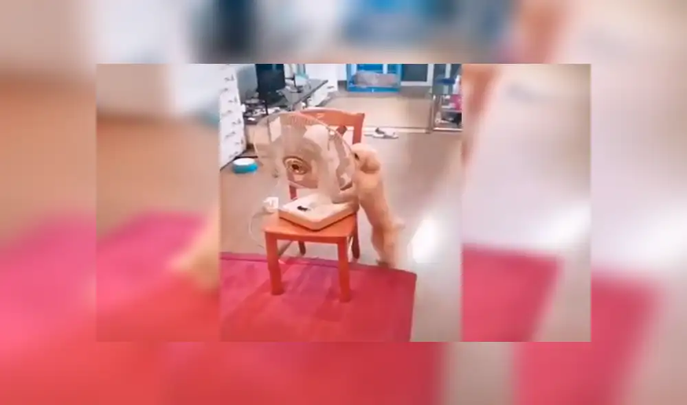 En Facebook, una chica se enteró que su perro había aprendido a encender el ventilador de su casa durante su ausencia. En Facebook, una chica se enteró que su perro había aprendido a encender el ventilador de su casa durante su ausencia.