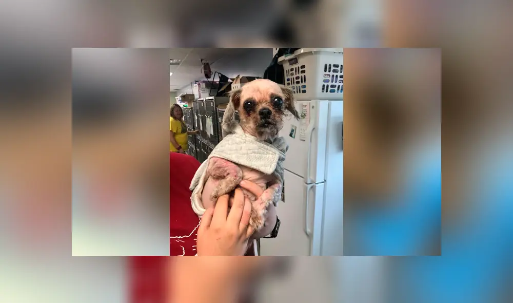 Facebook viral: perro callejero con abundante pelo es rescatado y su sorprende cambio de ‘look’ emociona a miles Facebook viral: perro callejero con abundante pelo es rescatado y su sorprende cambio de ‘look’ emociona a miles