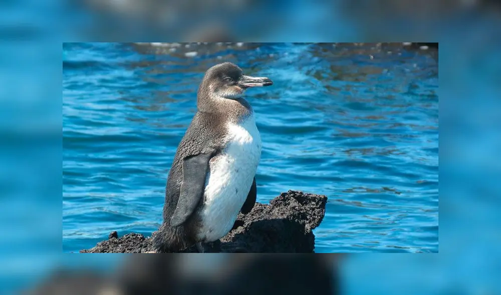 Pingüino de las Galápagos, una de las especies que habita en la isla ecuatoriana. Foto: Difusión