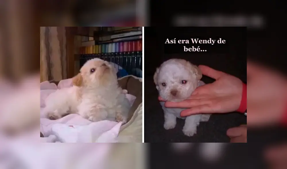 Desliza las imágenes para saber la verdadera raza de un pequeño perro al que creyeron era un shitzu. Fotocaptura: Facebook.