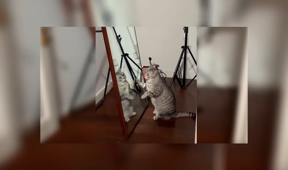 En Facebook, un joven grabó el preciso momento que su gato mira su reflejo en el espejo y tiene inesperada reacción. En Facebook, un joven grabó el preciso momento que su gato mira su reflejo en el espejo y tiene inesperada reacción.