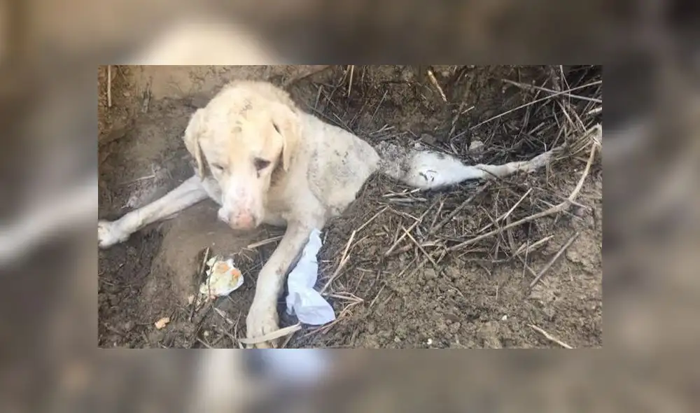 El perro habría sido enterrado en el barranco por sus propios dueños, cuya identidad es todavía desconocida. (Foto: Facebook Asociación Tara)