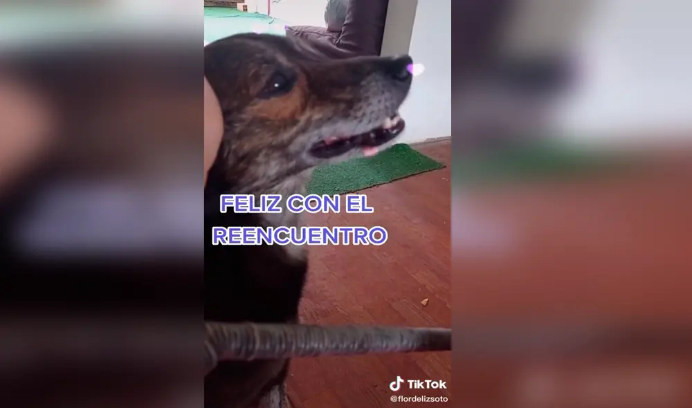 TikTok - animales - perro TikTok - animales - perro