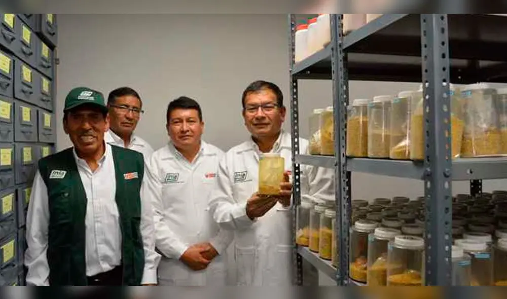 Presentan nueva variedad de papa tolerante a heladas y sequías.