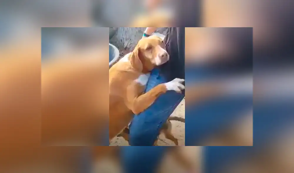 Vía Facebook: fue a albergue a hacer reportaje sobre perros y terminó adoptando a uno [VIDEO] 